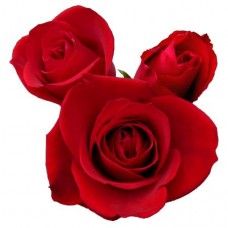 Sweetheart Roses - Sasha
